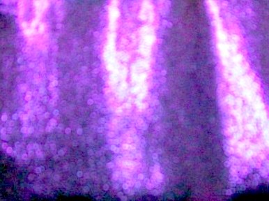 7.Pink-Royal Two Tone Misty Dot
